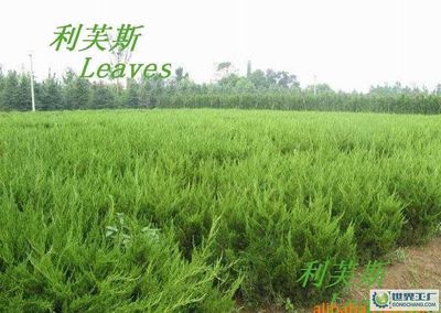 柏树与锦江乐园 都市绿意的守护者——观叶花卉租赁服务深度观察
