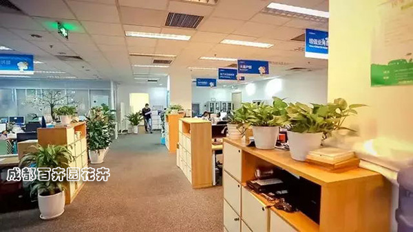 从案头到空中花园，植物花卉租赁如何重塑都市空间生态