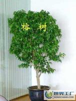 杭州凤凰园艺 连接自然的绿色桥梁，植物花卉租赁行业典范