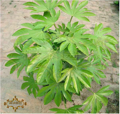 苏州新区绿化新动力 世界工厂网助推植物花卉租赁服务升级
