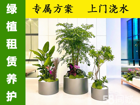 昆山绿植租赁 企业绿化新趋势，让空间焕发自然生机