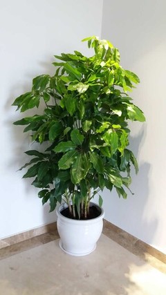平谷花卉盆栽出租，让绿意与芬芳常驻您的生活与办公空间