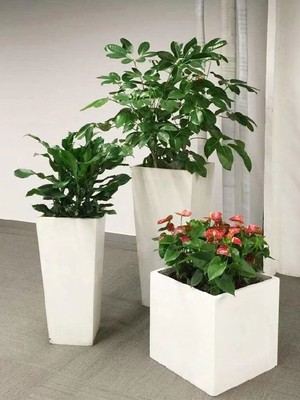 园林绿化室内花卉植物出租,朝阳区松榆里办公室绿植租赁报价