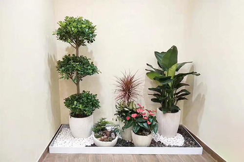 南宁植物租赁公司 广西一匹狼园林工，让绿色装点您的每一寸空间