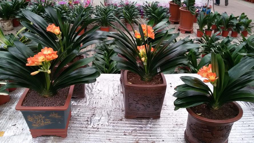 京城花事 团结湖、三里屯、呼家楼花店与植物花卉租赁指南